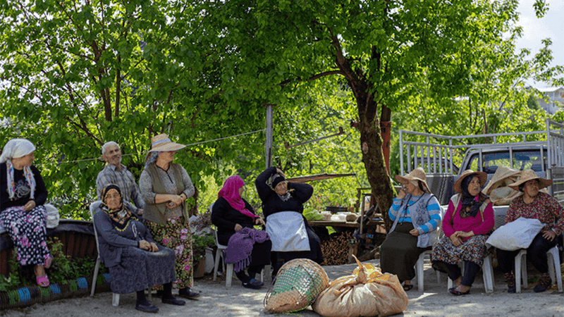 2021 Çay Hasadı