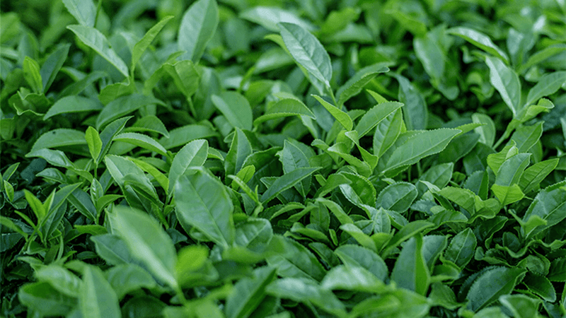 Bir Besin Olarak Çay