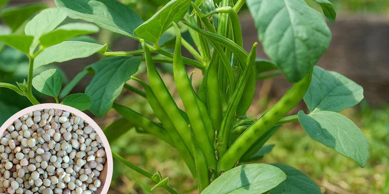 Fonksiyonel Gıdalarda Bitkisel Bir Lif: Guar Gum Nedir ve Neden Kullanılır?