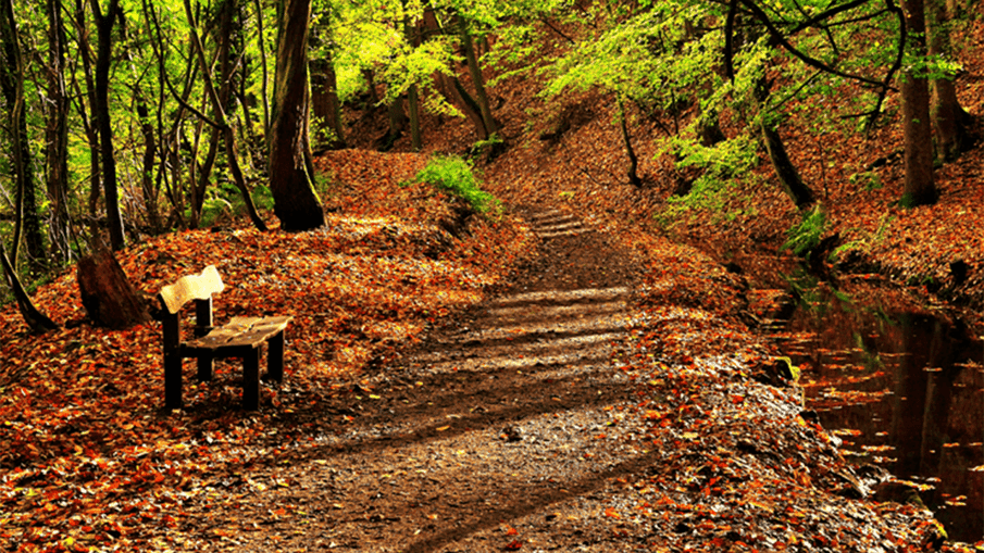 Hazanın Rengi: Çayın Düşündüren Mevsimi