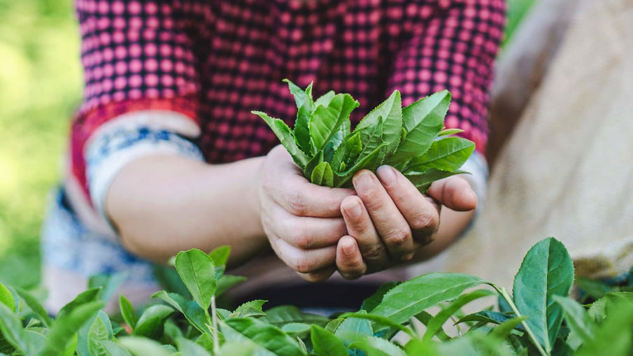 İlk Hasat Yeşil Çayın Gücü