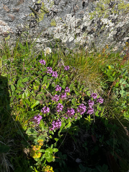Green Tea Blend Highland Flower